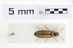 Foto (Dorsalansicht) von Agriotes maculatus (NHMW-ZOO-COL-0008800)